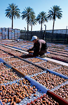 In tray after tray, medjool dates are turned by hand to ripen evenly.