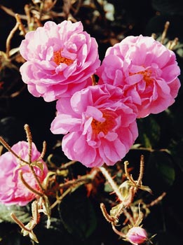 Each April, some 2000 farms in the uplands near Taif turn pink