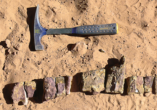 These linked parts of a fossilized spine of a Spinosaurus were recovered nearby. 