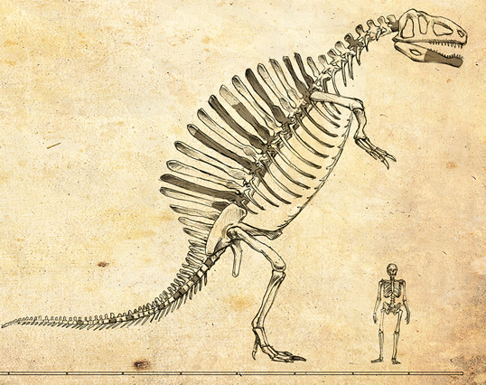 In this sketch styled after Stromer’s skeletal reconstruction, Spinosaurus towers over a human.
