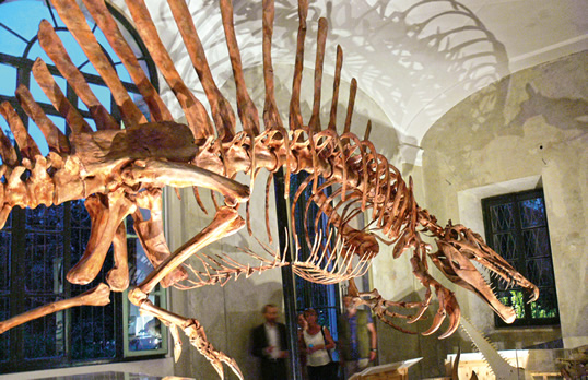 This life-size model of the dinosaur skeleton features in the traveling exhibition “Spinosaurus: Lost Giant of the Cretaceous,” now showing at the Pallazzo Dugnani in Milan.