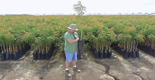 89万株ある台木用ピスタチオ苗の一つを手にするパイオニア・ナーサリーのアンディ・シュヴァイカルト氏。苗木はすべて農園を拡大したいという生産者の注文を受けて用意したもの。 アメリカではピスタチオはアーモンドに次ぐ高価なナッツである。