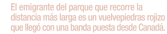 El emigrante del parque que recorre la distancia más larga es un vuelvepiedras  
                    rojizo que llegó con una banda puesta desde Canadá.