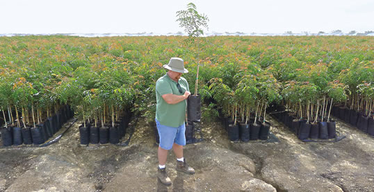 Andy Schweikart de Pioneer Nursery posee uno de los 890,000 retoños de pistacho de rizoma, todos pedidos previamente para productores entusiastas en expandir sus huertas. Los pistachos ahora son la segunda cosecha de nueces más valiosa de Estados Unidos, después de las almendras.