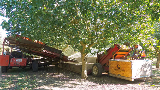 Durante la temporada de cosecha a finales de otoño, los operadores en Dewey Farms usan agitadores mecánicos para trabajar en los huertos de pistacho del Valle Central las 24 horas del día, llenando cajas de media tonelada que son transportadas en camión a las plantas de procesamiento.