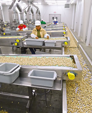 Las nueces se secan y clasifican y algunas se tuestan y salan.