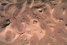 Gazelle tracks in damp sand make for easy reading. The uniqueness of each impression offers a tracker clues to what the animal was doing, its size and condition, and how long ago it passed. 