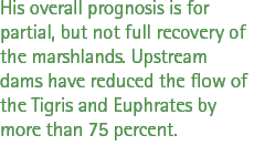 His overall prognosis is for partial, but not full recovery of the marshlands. Upstream dams have reduced the flow of the Tigris and Euphrates by more than 75 percent.