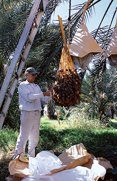 Robert Lower of the Flying Disk Ranch unwraps clusters of barhi dates prior to harvesting. The wrappings fend off insects, birds and dust.