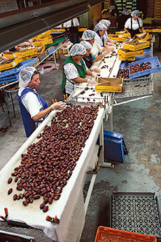 Grading, sorting and packing dates for the US market means gentle handling at the Oasis Date Garden. Both taste and appearance affect the success of a crop. 