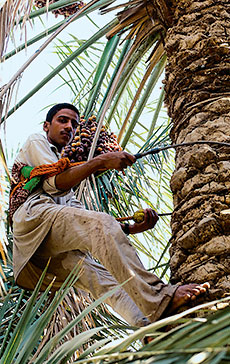 Date palm workers in Saudi Arabia generally use a climbing harness, not a ladder.