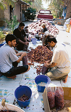 Workers in al-Mutairfi wash and sort khlas dates according to color, size and condition. The entire crop from premier producers is pre-sold to wholesalers in the kingdom and Gulf countries.