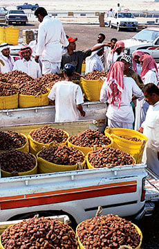 At the al-Hasa date market, wholesalers negotiate 60-kilo (132-lb.) marhalah baskets of khlas dates and other date varieties while trucks laden with hundreds more marhalahs (top) line up outside the Al-Hasa Bulk Date Factory. Mid-range and lesser quality dates are often donated to food relief charities worldwide: Saudi donations of dates in 2002 totaled nearly 800,000 metric tons.