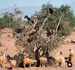 The oil and the forage they provide for nimble goats make argan trees vital to the livelihoods of some two million people. Drought, overgrazing and firewood collecting endanger the trees, which also serve as an ecological bulwark against the further expansion of the Sahara in Morocco. 