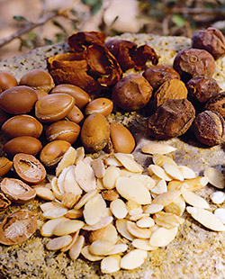Argan fruits, like peaches or mangos, have an outer fleshy part that surrounds a hard shell that contains the seed. Once the seeds—the argan nuts—are extracted, the shells can be burned as fuel for cooking and home heating. Goats like to eat the fruits, but humans prefer to crush the seeds for their rich and tasty hazelnut-like oil. 