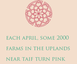 EACH APRIL, SOME 2000 FARMS IN THE UPLANDS NEAR TAIF TURN PINK