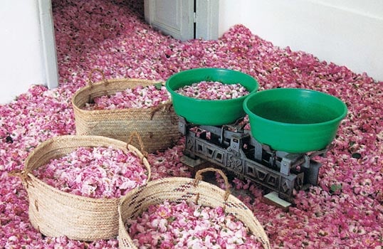 Roomfuls of blossoms are distilled to produce minute quantities of precious attar, or rose oil, the most widely used ingredient in the world’s commercial perfumes.