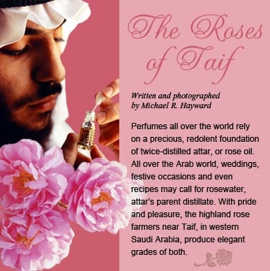 The Roses of Taif - Written and photographed by Michael R. Hayward