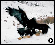 At the moment of the strike, the eagle’s wide-open talons clench, penetrating the fox’s heart and killing it instantly. Typically, the eagle will then half-fold its wings over its prey, a behavior called “mantling.” The hunter immediately distracts the eagle with a bit of meat. 