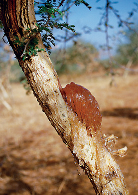 Though some gum will flow naturally from cracks in the bark of the Acacia senegal tree, commercial tappers stimulate the flow by removing thin strips of bark, an operation that requires some skill if the tree is not to be injured. Tapping is normally done once a year starting in October, the end of the rainy season in Niger. Gum collection begins about four weeks after stripping, and can be repeated every few weeks thereafter for several months. Most trees yield gum for about 10 years.
