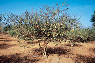 Acacia senegal is one of more than 1100 varieties of acacia tree. Most common in the African grassland savannas along the southern edge of the Sahara Desert, it is found as far east as Oman and India. During their first two years, seedlings require protection from weeds and livestock, but need little care after that. Drought-resistant, trees can survive sandstorms and temperatures up to 45 degrees Centigrade (113 degrees F), but cannot tolerate frost. When mature, they reach two to six meters' height (6-20'). Their lateral root system makes them soil stabilizers, useful for erosion control, and researchers give their mineral-rich leaf litter high marks for rehabilitating degraded soils. In several countries, Acacia senegal is part of large-scale sustainable-agriculture, forest-management and rural economic-development strategies. 