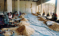 In the Wankoye enterprise, the women who work in the warehouse are the primary points of quality control, as they are in most other gum-arabic sorting facilities in Africa. Sieving and picking through the bags of gum, they remove sand, dirt, bark, twigs and other undesirable debris, as well as pieces of other, less desirable, gums that individual collectors may mix in with the gum arabic. The gum does not deteriorate if kept dry and can therefore be transported long distances. 