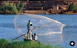 Fishermen near Gao are most likely to catch carp, catfish and Nile perch among the approximately 150 species of fish known to inhabit the Niger.