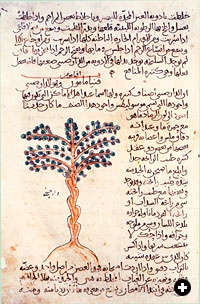 An illustration and description of a Cinnamomum tree in a 10th-century Arabic manuscript of Dioscorides’ De Materia Medica. Dioscorides wrote that cinnamon was useful in combating a number of illnesses, from coughs to kidney diseases.