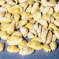 Cowry shells were harvested by the hundreds of thousands in the Maldives.