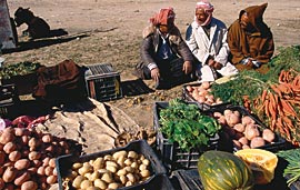 Potatoes, carrots, and new date palms—cultivation of these and other crops is rebounding throughout the region after Algeria's decade of conflict. In addition to jobs, former El-Oued governor Omar Hattab says candidly, a goal of government support for agriculture is "to restore credibility and respect for the Algerian government." 