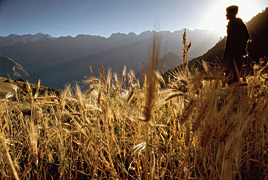 Rice does not grow at Hunza’s altitude, but wheat thrives, and it provides the staple grain of Hunza cuisine.