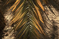 a frond of the date palms that sustain Siwa’s economy. 