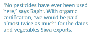 “No pesticides have ever been used here,” says Baghi. With organic certification,“we would be paid almost twice as much” for the dates and vegetables Siwa exports.