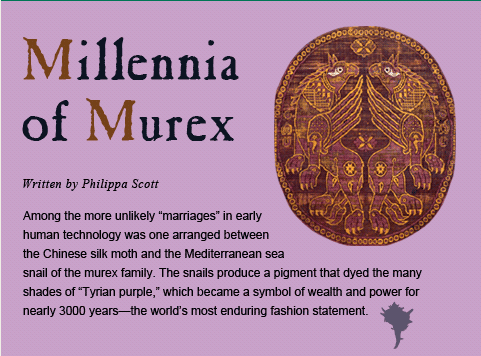 Millennia of Murex