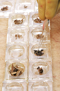 Plant remains are sorted prior to examination.
