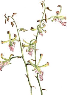 Eulophia petersii is the most common of the Arabian Peninsula’s orchids. It flowers year-round and adapts to drought better than any other local orchid species.