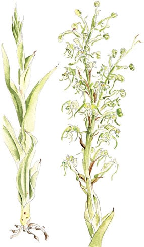 Habenaria cultrata is restricted to a narrow range of habitats in the mountains of central Yemen and Ethiopia.