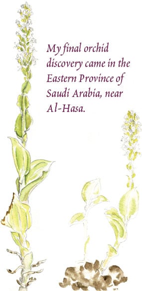 My final orchid discovery came in the Eastern Province o­f Saudi Arabia, near Al-Hasa.