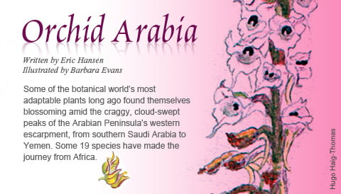 Orchid Arabia - Written by Eric Hansen, Illustrated by Barbara Evans