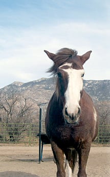 Juanita is a pure Spanish Barb living outside Tucson, Arizona. Her ancestors were the Barb horses that crossed into Spain from North Africa in the eighth century with the Arab–Berber invasion, and from there traveled with the Spanish conquistadors to the New World. 