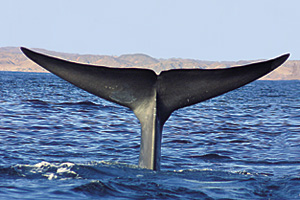 With a span that can be as much as five meters (16'), the flukes of a blue whale are caught by the camera before slipping below the surface.