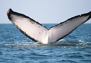 It takes patience to catch sight of humpback whale flukes at a distance and angle that allow photo-identification, but with markings as individual as fingerprints, the resulting image allows researchers to both estimate population and compile a record of a single whale’s movements. 