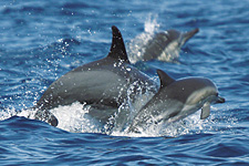 A common dolphin calf leaps alongside an adult. 