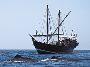 A pair of sperm whales—the world’s largest predator—swim on the surface in front of the research ship Sanjeeda.