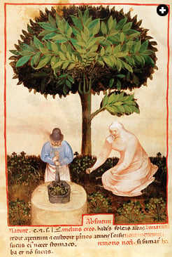 The 10th-century Andalusian surgeon Abu al-Qasim Khalaf ibn al-Abbas al-Zahrawi (known as Abulcasis in the West) wrote many medical books, including The Properties of Various Products. This page discusses the USe and preparation of absinthe.
