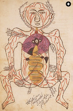 Mansur ibn Ilyas’s 14th-century work on anatomy contained illustrated chapters on five systems of the body: bones, nerves, muscles, veins and arteries. This page depicts the arteries, with the internal organs shown in watercolors. 