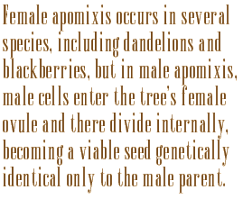 Female apomixis occurs in several species, including dandelions and blackberries, but in male apomixis, male cells enter the tree’s female ovule and there divide internally, becoming a viable seed genetically identical only to the male parent. 