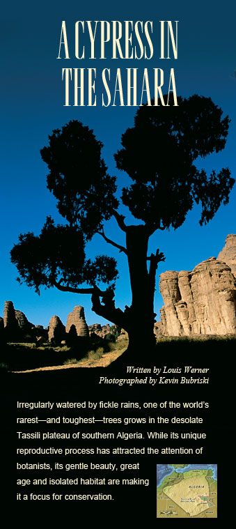 A Cypress in the Sahara - Written by Louis Werner, Photographed by Kevin Bubriski