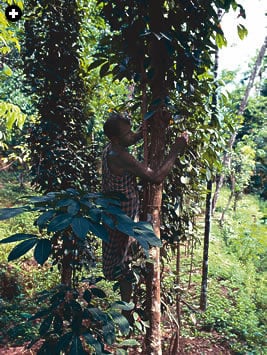 The Piper nigrum vine grows readily and widely, and it reaches several meters in height. Like Indian Ocean navigation, the rhythm of growing and harvesting is set by the monsoon. Black, white and green pepper are all fruits of the same plant, respectively dried, decorticated and brined or freeze-dried. Air-drying black pepper requires frequent turning, and is still most often accomplished simply by spreading the pepper out in the sun.