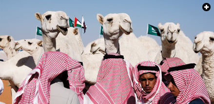 At Mazayin al-Ibl, spectators admire a prize-winning herd.